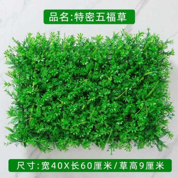 九千谷 室內裝飾植物 五福草 1片裝 40cm*60cm